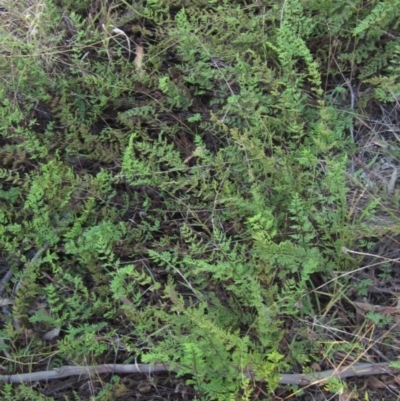 Cheilanthes sieberi (Rock Fern) at The Pinnacle - 30 Apr 2022 by pinnaCLE