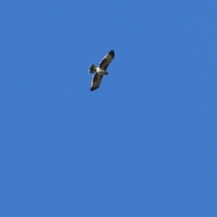 Hieraaetus morphnoides (Little Eagle) at Chiltern, VIC - 2 May 2022 by KylieWaldon