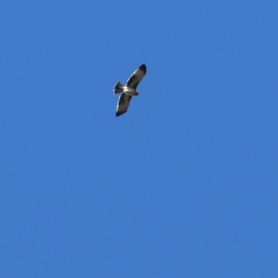 Hieraaetus morphnoides (Little Eagle) at Chiltern, VIC - 2 May 2022 by KylieWaldon