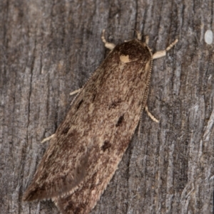 Oecophoridae provisional group 5 at Melba, ACT - 15 Apr 2022 12:08 AM