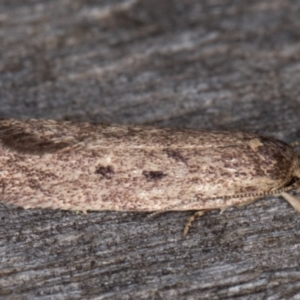 Oecophoridae provisional group 5 at Melba, ACT - 15 Apr 2022