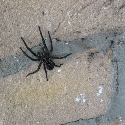 Tasmanicosa sp. (genus) (Unidentified Tasmanicosa wolf spider) at Bellmount Forest, NSW - 2 May 2022 by flutterbye