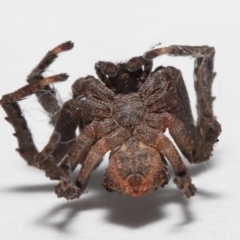 Stephanopis sp. (genus) at Evatt, ACT - 24 Apr 2022