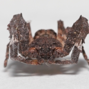 Stephanopis sp. (genus) at Evatt, ACT - 24 Apr 2022