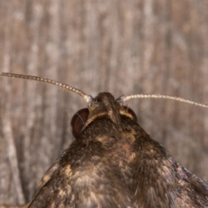 Mormoscopa sordescens at Melba, ACT - 15 Apr 2022 12:14 AM