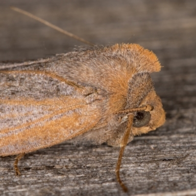 Paralaea porphyrinaria (Chestnut Vein Crest Moth) at Melba, ACT - 15 Apr 2022 by kasiaaus