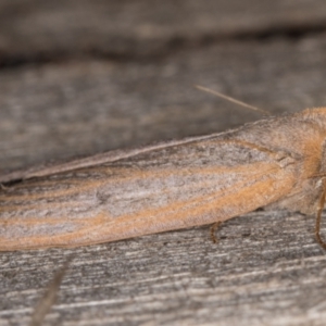 Paralaea porphyrinaria at Melba, ACT - 15 Apr 2022