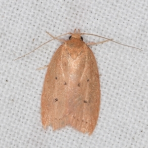 Garrha (genus) at Melba, ACT - 15 Apr 2022 12:13 AM