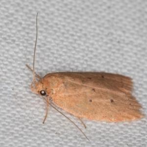 Garrha (genus) at Melba, ACT - 15 Apr 2022