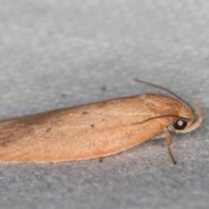 Garrha (genus) at Melba, ACT - 15 Apr 2022