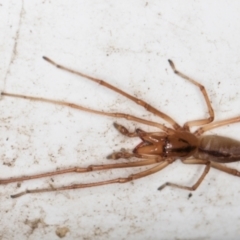 Tetragnatha sp. (genus) (Long-jawed spider) at Melba, ACT - 14 Apr 2022 by kasiaaus