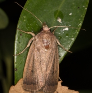 Proteuxoa (genus) at Melba, ACT - 18 Apr 2022 10:31 PM