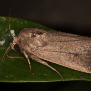 Proteuxoa (genus) at Melba, ACT - 18 Apr 2022 10:31 PM