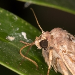 Proteuxoa (genus) at Melba, ACT - 18 Apr 2022 10:31 PM