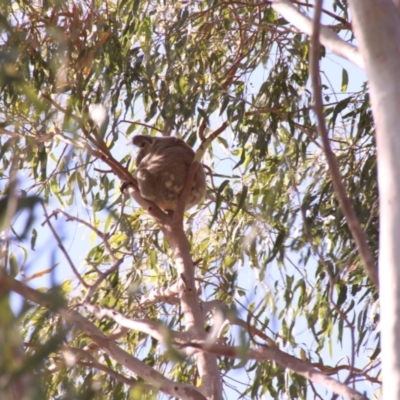 Phascolarctos cinereus at Wellington Point, QLD - 2 May 2022 by Fordy112