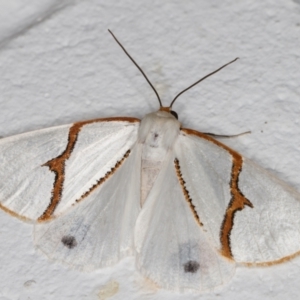 Thalaina selenaea at Melba, ACT - 18 Apr 2022 11:34 PM