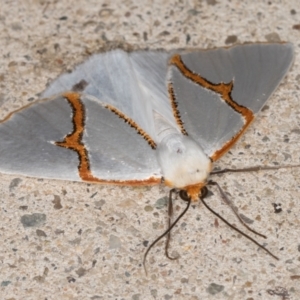 Thalaina selenaea at Melba, ACT - 18 Apr 2022 11:34 PM