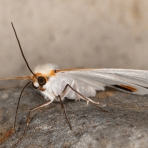 Thalaina selenaea at Melba, ACT - 18 Apr 2022 11:34 PM