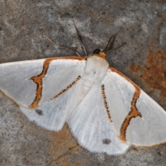 Thalaina selenaea at Melba, ACT - 18 Apr 2022