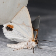 Thalaina selenaea at Melba, ACT - 18 Apr 2022 11:34 PM