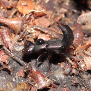 Staphylinidae (family) at Acton, ACT - 1 May 2022