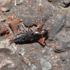 Staphylinidae (family) at Acton, ACT - 1 May 2022 10:27 AM