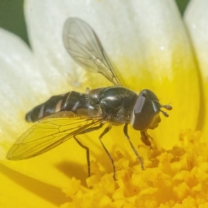 Melangyna viridiceps at Googong, NSW - 2 May 2022 11:49 AM