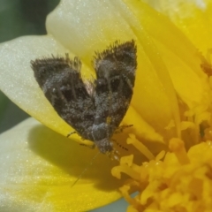 Asterivora (genus) (A Metalmark moth (Choreutidae)) at Googong, NSW - 2 May 2022 by WHall