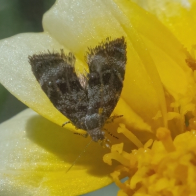 Asterivora (genus) (A Metalmark moth (Choreutidae)) at Googong, NSW - 2 May 2022 by WHall