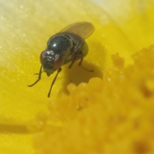 Stomorhina sp. (genus) at Googong, NSW - 2 May 2022 12:03 PM