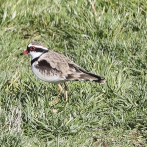 Charadrius melanops at Molonglo Valley, ACT - 2 May 2022