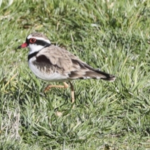 Charadrius melanops at Molonglo Valley, ACT - 2 May 2022