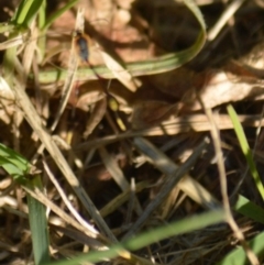 Heteropelma scaposum at Jerrabomberra, NSW - suppressed