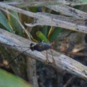 Heteropelma scaposum at Jerrabomberra, NSW - suppressed