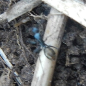 Camponotus aeneopilosus at Karabar, NSW - suppressed