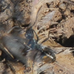 Camponotus aeneopilosus at Karabar, NSW - suppressed