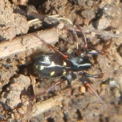 Zodariidae (family) (Unidentified Ant spider or Spotted ground spider) at Mount Jerrabomberra - 2 May 2022 by TmacPictures