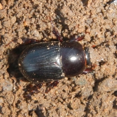 Adoryphorus coulonii (Redheaded pasture cockchafer) at Jerrabomberra, NSW - 2 May 2022 by TmacPictures