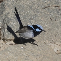 Malurus cyaneus (Superb Fairywren) at Molonglo Valley, ACT - 2 May 2022 by AlisonMilton