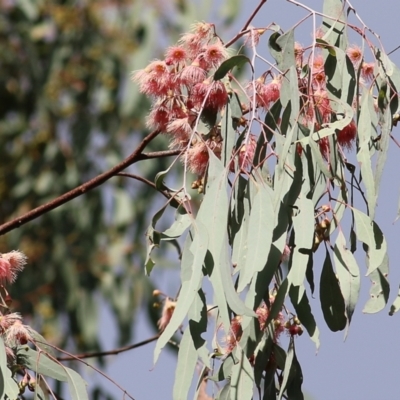 Eucalyptus sideroxylon (Mugga Ironbark) at Chiltern, VIC - 2 May 2022 by KylieWaldon