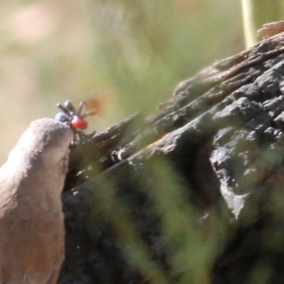 Missulena occatoria at Chiltern, VIC - 2 May 2022 by KylieWaldon