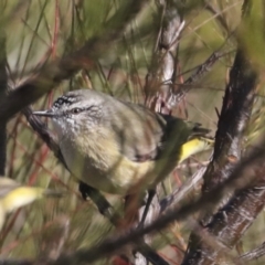 Acanthiza chrysorrhoa (Yellow-rumped Thornbill) at Molonglo Valley, ACT - 2 May 2022 by AlisonMilton