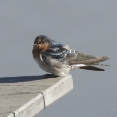 Hirundo neoxena at Molonglo Valley, ACT - 2 May 2022