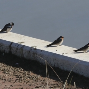 Hirundo neoxena at Molonglo Valley, ACT - 2 May 2022