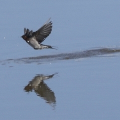 Hirundo neoxena at Molonglo Valley, ACT - 2 May 2022