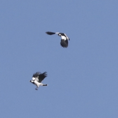 Grallina cyanoleuca (Magpie-lark) at Molonglo Valley, ACT - 2 May 2022 by AlisonMilton