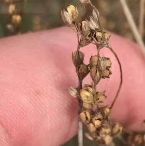 Juncus subsecundus at Hackett, ACT - 18 Apr 2022