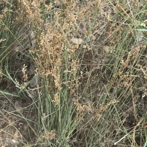 Juncus subsecundus at Hackett, ACT - 18 Apr 2022