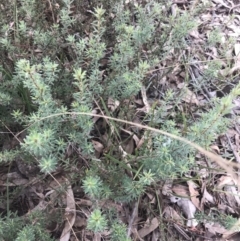 Pultenaea subspicata (Low Bush-pea) at Mount Ainslie - 18 Apr 2022 by Tapirlord