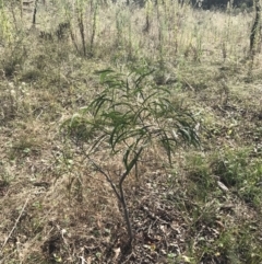 Acacia implexa (Hickory Wattle, Lightwood) at Hackett, ACT - 18 Apr 2022 by Tapirlord